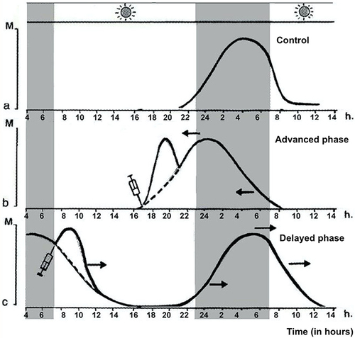 Figure 2 The chronobiotic action of melatonin: modification of endogenous melatonin secretion after administration of immediate release melatonin according to the phase response curve. Depending on the time of administration of immediate release melatonin, the central clock responds with a phase advance or delay. The melatonin rhythm constitutes a faithful marker of the activity of the clock allowing to objectify the phenomenon. (A) Control. (B) The plasma profile shows a phase advance after administration in the afternoon or evening, and (C), a phase delay after administration in the morning. The critical time (or turning point) which corresponds to the change in the direction of the phase change is around 15:00. Adapted from Claustrat B. Mélatonine: aspects biochimiques, physiologiques et pharmacologiques en relation avec les phénomènes rythmiques et le sommeil. Médecine Sommeil. 2020;17(3):177–194 and Claustrat B. Mélatonine et troubles du rythme veille-sommeil. Médecine Sommeil. 2009;6(1):12–24. Elsevier Masson SAS. All rights reserved.Citation28,Citation31