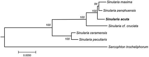 Figure 3. Phylogenetic tree showing the relationship of the genus Sinularia based on the concatenated nucleotides of fourteen protein coding genes using maximum likelihood (ML). The numbers behind each node denote the bootstrap support values. The bold indicates the species: Sinularia acuta that we sequenced its mitogenome in this paper. The following sequences were used: Sinularia maxima MN485891 (Chen et al. Citation2019), Sinularia penghuensis MW256412 (Shen et al. Citation2021), Sinularia acuta MW987591 (this study), Sinularia cf. cruciata NC_034318 (Shimpi et al. Citation2017), Sinularia ceramensis NC_044122 (Asem et al. Citation2019), Sinularia peculiaris NC_018379 (Kayal et al. Citation2015), and Sarcophyton trocheliophorum MK994517 (Shen et al. Citation2019).