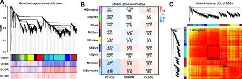 Figure 3 Weighted gene co-expression network analysis for genes with FPKM > 1. (A) Cluster dendrogram of genes, Upper portion of the figure is the gene cluster tree. A leaf represents a gene while the branches represent different gene modules. Different colors in the middle portion of the dynamic tree cut represent different modules. The lower portion of the figure shows the correlation between the module and the sample, red indicates positive correlation and blue indicates negative correlation. (B) The details of module – sample relationships. The numbers represent the correlation between the module and the sample. Closer the value is to 1, the stronger the positive correlation between the module and the sample; closer to −1, the stronger the negative correlation. The number in brackets represents the value of p. (C) Network heatmap of the gene modules. The tree represents a module (top and left), and the branch represents a gene. The darker the color of the dot (white → yellow → red), the stronger the connectivity between the two genes corresponding to the row and column.