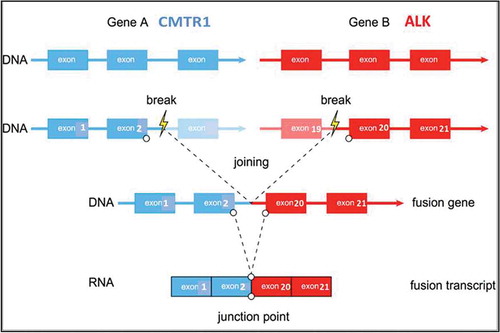 Figure 2. Schematic structure of the genomic DNA and RNA sequence.