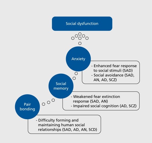 Figure 1 Human implications of nonprimate oxytocin studies on social functioning and anxiety. AD, anxiety disorder; AN, anorexia nervosa; SAD, social anxiety disorder; SCZ, schizophrenia.