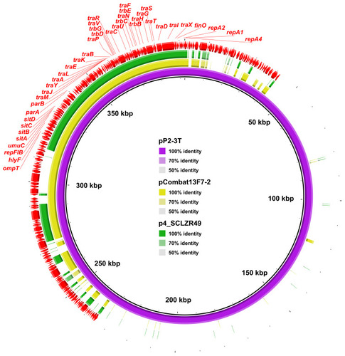 Figure 1 Comparison of the plasmid p4_SCLZR49 with pCombat13F7-2 and pP2-3T. pP2-3T was used as a reference to compare with other plasmids. Gaps in the circular maps refer to plasmid regions that were missing in the respective plasmid compared to the reference plasmid.