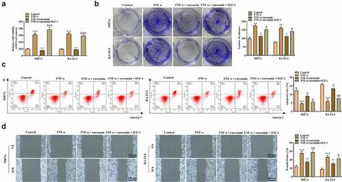 Figure 4. IGF-1 rescued the effects of curcumin on the viability, proliferation, migration, and apoptosis of RA-FLSs. (a-b) Cell viability and proliferation of MH7A and RA-FLS in the control, TNF-α, TNF-α + curcumin, and TNF-α + curcumin + IGF-1 groups were determined by MTT and colony formation assays. (c) Flow cytometry analysis was performed to detect cell apoptosis. (d) Cell migration was assessed by wound scratch assay. **p < 0.01, ***p < 0.001 vs. control, #p < 0.05, ##p < 0.01, ###p < 0.001 vs. TNF-α, &p < 0.05, &&p < 0.01, &&&p < 0.001 vs. TNF-α + curcumin.