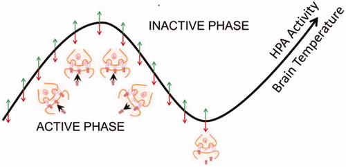 Figure 3. State-Clock model of synaptic changes. As proposed (Frank and Cantera, Citation2014), the biological clocks would drive the 24 hr rhythms in synaptic plasticity. The experience dependent changes in synapses would occur during the activity phase and be consolidated during the inactive phase, but the direction of these changes would not be fixed. In mammals, oscillations in the hypothalamic-pituitary axis (HPA) activity would increase global cortical synaptic activity.