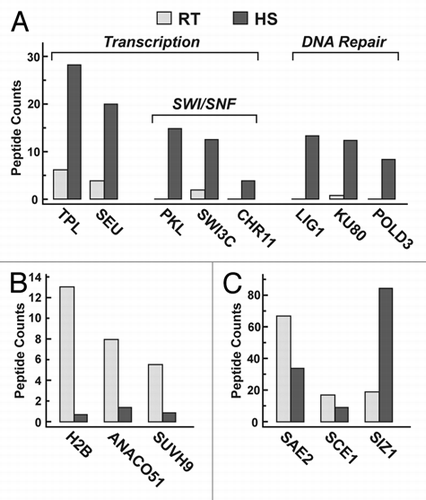 Figure 2 Effect of heat stress on the SUMOylation levels of representative Arabidopsis targets. Seven-day-old seedlings were subjected to heat stress as in Figure 1. HS, heat-stressed seedlings. RT, seedlings not exposed to heat stress. Levels of each protein in the RT and HS MS datasets were estimated by the number of spectral counts in the MS precursor scans that were obtained for each target; these numbers were then normalized by the total number of spectral counts for each MS run. (A) SUMOylated transcription and DNA repair components that increase in abundance during heat stress. (B) SUMOylated proteins that decrease in abundance during heat stress. (C) Members of the SUMO conjugation pathway.