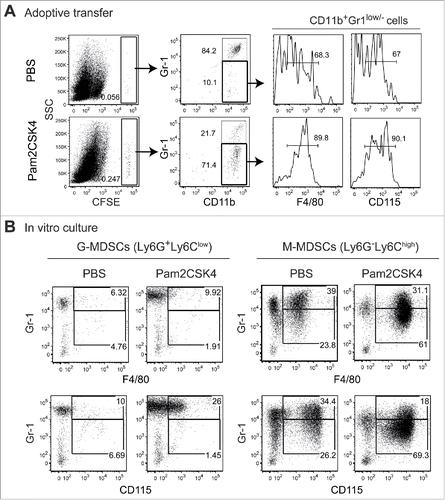 Figure 2. CD11b+Gr1+ cells differentiate into F4/80+/CD115+ macrophages in vivo and in vitro. (A) CFSE-labeled CD11b+Gr1+ cells (1 × 107) isolated from tumor-bearing mice were adoptively transferred into tumor-bearing mice. After 1 h, the mice were injected intravenously with PBS or 50 nmol Pam2CSK4. After 24 h, splenocytes were analyzed by flow cytometry. CFSE+ cells were gated and examined for CD11b and Gr1 expression. CD11b+Gr1− cells were further gated (bold line) and analyzed for F4/80 or CD115 expression. Numbers adjacent to outlined areas or above the brackets indicate the percentage of relevant population. (B) CD11b+Ly6G+Ly6Clow cells or CD11b+Ly6G−Ly6Chigh cells isolated from tumor-bearing mice were cultured in the presence or absence of Pam2CSK4. After 24 h, cells were analyzed for expression of Gr1, F4/80, and CD115. Numbers represent the percentage of gated cells. All data shown are representative of 2 independent experiments.