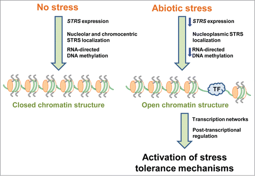 Figure 1. Model of STRS function in epigenetic suppression of Arabidopsis responses to abiotic stress. Blue arrows, decrease; TF, transcription factor.