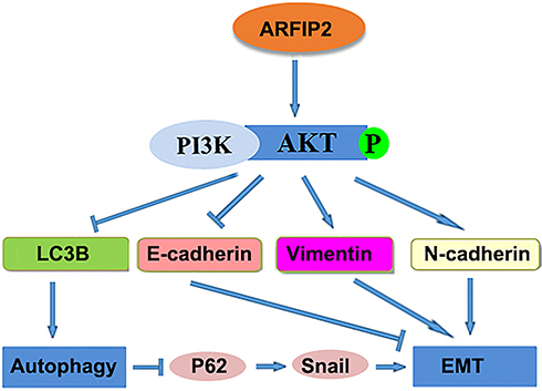 Figure 8 A proposed model of the mechanism by which ARFIP2 modulates the PI3K/Akt signalling pathway to regulate EMT and autophagy in HCC cells.