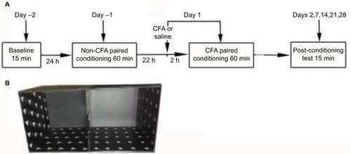 Figure 1 Schematic diagram of the protocol for C-CPA testing. (A) Procedure for the C-CPA test and (B) the place conditioning apparatus made of Plexiglas.
