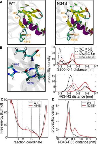 Figure 3 (A) Porcupine plots that show the structural difference when state II A/B is transitioned to state II C/D for the mutant right and WT left (cf. Figures 1 and 2A). The colors indicate the secondary structure elements for helix purple, sheet yellow, turns cyan and coil white. The marked arrows indicate the transposition of the Cα atoms with the color gradient blue-green-red for small-medium-large deviations, respectively. (B) Distance distributions in the active center between the hydroxy oxygen atom of S200 and the carboxamide carbon atom of K41 (top), and between the far ring hydrogen of H63 and carboxamide nitrogen atom of I42 (bottom). The distributions are measured from respective REMD simulations in state II A/B and state II C/D of the mutant (N34S) and wild type (WT). (C) Free energy in kJ/mol along the reaction coordinate determined by transition path sampling of the wild-type solid and mutant dashed. (D) Histogram of the minimal distance between the amino acids N34S and R65 for wild-type black and mutant red.