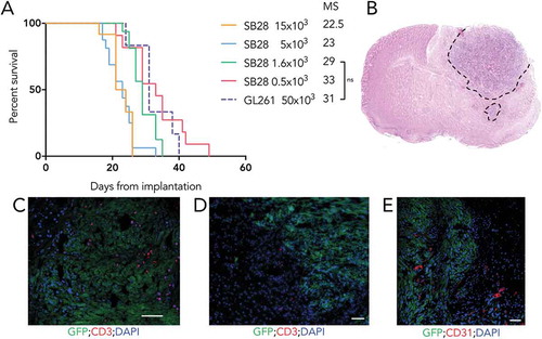 Figure 3. High tumorigenicity of SB28 and GL261 gliomas after orthotopic implantation. (A) Mice injected intracranially with the indicated numbers of SB28 glioma cells, or with 50,000 GL261 glioma cells; symptom-free survival is plotted, with corresponding median survival (MS) shown. (B) Hematoxylin and eosin staining (coronal section) from an SB28 implanted mouse at appearance of terminal symptoms, dashed line outlines tumor based on hypercellularity. (C, D, E) Representative photomicrographs showing tumor cells (GFP+), CD3+ T cells (C, D), and CD31+ vessels (E). Scale bar: 50 µm.