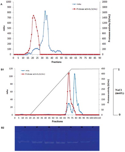 Figure 1. (A) Elution profile of S. not-protease after gel filtration chromatography on Toyopearl HW-50 column (0.5 mg of the protein extract was loaded to the column). (B1) Elution profile of S. not-protease on Mono Q-Sepharose anion-exchange chromatography column (0.2 mg of the protein extract was loaded to the column). Elution was carried out with a linear gradient of 0–1 mol L−1 NaCl. (B2) Zymogram detection of proteolytic activity of different fractions (F68, F69, F70, F71, F72, F73, F74) of the purified S. not-protease.