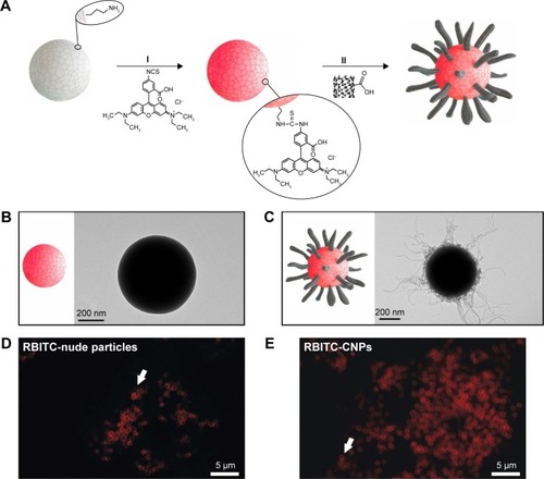 Figure 1 Diagram of the fabrication process of the fluorescent CNPs.Notes: (A) Sequential synthetic steps: (I) fluorescent labeling of the SiO2 particles (f-SiO2), and (II) deposition of CNTs onto the f-SiO2 spheres (CNP). TEM images of (B) f-SiO2 particles and (C) CNPs. Confocal microscopy image of the RBITC fluorescence on f-SiO2 particles (D) and (E) CNPs in buffered culture medium. Arrows point to individual particles in single Z-plane confocal images.Abbreviations: CNP, CNT-bearing particle; CNTs, carbon nanotubes; f-SiO2, fluorescent-labeled silica particles; RBITC, rhodamine B isothiocyanate; TEM, transmission electron microscopy.