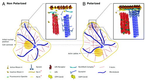 Figure 2. Drawings representing proteins involved in regulating nuclear movement and MTOC-GA orientation during cell migration. Molecules are drawn schematically, roughly preserving relative molecular sizes and, when possible, known crystallographic and/or functional spatial conformations. (A) Non-polarized MTOC-nuclear axis: In wound-facing fibroblasts and in the absence of LPA, MTs extending near the plasma membrane are dynamic and are neither stabilized nor anchored; these MTs also have dynein/dynactin complexes, most likely involved in carrying membranous organelles (organelles not shown). Under this condition RhoA is inactive and not bound to the plasma membrane. The signaling and scaffold proteins Par3 and Par6 are also inactive and membrane unbound. F-Actin, myosin-dependent rearward flow is very low with most myosin II in an inhibited (auto-inhibition) conformation. (B) Polarized MTOC-nuclear axis: Upon LPA stimulation, Cdc42 is activated (GTP·Cdc42) and accumulates at the leading edge. GTP·Cdc42 activates MRCK (not shown), which in turns releases the auto-inhibitory conformation of myosin II. Activated myosin II (phosphorylated) binds to the F-actin network promoting rearward actin movement, which is coupled with the rearward movement of transversal actin cables. These actin cables are coupled to the nucleus by transmembrane actin-associated nuclear (TAN) lines98 (not shown) thereby moving the nucleus in the opposite direction of migration. GTP·Cdc42 also stimulates the assembly of the Par3/Par6/PKC (PKC not shown) polarity complex, which becomes activated and accumulates at the leading edge plasma membrane. The localization of Par3 is still a matter of debate.71,99 One study reported that Par 3 is enriched at the leading edge of migrating keratinocytes,71 while other that it associates with dynein at cell-cell contacts of migrating fibroblasts.99 Regardless, it is likely that the polarity complex provides sites for binding to the dynein and/or dynactin complex. Upon binding to the cell cortex the dynein and/or dynactin generates an opposing force on MTs, which in turn oppose the rearward nuclear movement. Membrane-cortical factors, dynein and/or dynactin, and MTs generate a force that serves to maintain the MTOC at the cell centroid, while the nucleus is moved rearward by actin cables, polarizing the nucleus-MTOC-GA in the direction of migration.