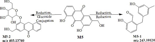Figure 7 Proposed metabolic pathways of Aloe emodin.