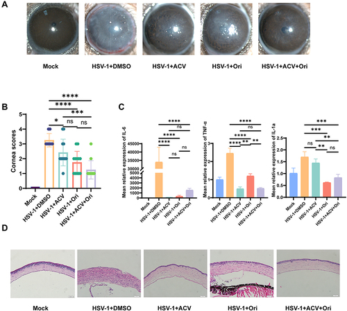 Figure 1 Oridonin relieves HSK severity in mice models. (A) Cornea opacity and neovascularization changes were monitored after application with DMSO, Ori, ACV, combined Ori and ACV at 3dpi. (B) Corneal clinical scores (n=12 per time point) were calculated. (C) expression of il-1a, il-6 and tnf-α (n=6) were measured by qPCR at 3dpi. mrpl5 was used as the reference gene. (D) Histological evaluation. (*P < 0.05, **P < 0.01, ***P < 0.001, ****P < 0.0001, ns means no significance, compared with the control group with PBS and DMSO injection). P values were calculated with one-way ANOVA.