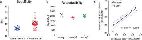Figure 6. Validation of the VSVdG-SARS-CoV-2-Sdel18 pseudovirus assay. (A) Specificity of the pseudovirus assay. A negative sample panel including 59 human sera and 58 mouse sera were used to determine the specificity of this assay. (B) Reproducibility of the pseudovirus assay. One COVID-19 convalescent patient serum sample was tested 14 times on individual plates in three independent experiments. The virus titer of VSVdG-SARS-CoV-2-Sdel18 pseudovirus was consistent in these assays (MOI=0.05). (C) The correlation of neutralizing titer measured by the VSVdG-SARS-CoV-2-Sdel18 pseudovirus assay (ID50, log10) and the wild type SARS-CoV-2 neutralization assay (ID100, log10).