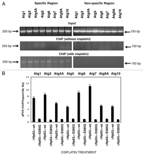 Figure 1 P-ΔNp63α bound to the autophagic gene promoters upon cisplatin treatment. ΔNp63α-wt cells were exposed to control medium without cisplatin or medium with10 µg/ml of cisplatin for 12 h. (A) ChIP analysis of the p-ΔNp63α protein binding to the specific region (left parts) and non-specific region (right parts) of the indicated autophagic gene promoter sequences. The amplification of the Input DNA (upper parts) and ChiP-precipitated DNA from untreated cells (middle parts) and cisplatin-treated cells (lower parts) was shown with primers for the specific region and control (non-specific) region. (B) qPCR analysis of the ΔNp63α-enriched binding to the autophagic promoters in ΔNp63α-wt cells and ΔNp63α-S385G cells upon cisplatin exposure. qPCR experiments were performed in triplicate with ±SD as indicated (<0.05). The amount of immunoprecipitated-enriched DNA in each sample (ChIP) is represented as signal relative to the total amount of input chromatin DNA (Input) using the same primers multiplied by 100.