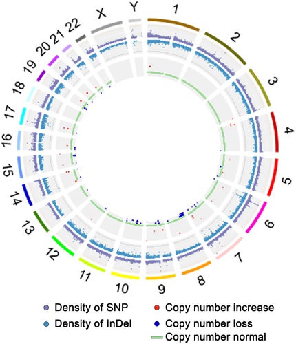 Figure 3. Circos plot describing the distribution of SNPs, INDELs, copy number variants (CNVs), and structural variations (SVs) in genome.