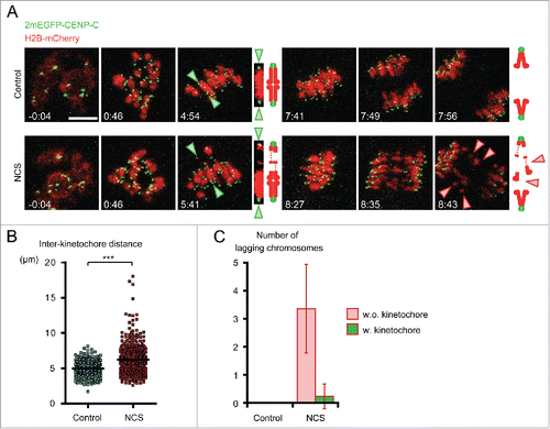 Figure 2. Chromosomes are fragmented in NCS-treated oocytes. (A) Time-lapse imaging of NCS-treated oocytes. Oocytes expressing 2mEGFP-CENP-C (green) and H2B-mCherry (red) were treated with NCS at 100 ng/ml. Green arrowheads indicate the homologous kinetochores of a bivalent, which is magnified on the right. Red arrowheads indicate lagging chromosomes. Time after NEBD (h:mm). Scale bar, 10 μm. (B) Chromosome hyperstretching in NCS-treated oocytes. The distance between homologous kinetochores was measured in 3D in oocytes 6 h after NEBD (n=252, 409 bivalents).  ***p < 0.0001. (C) NCS-treated oocytes exhibit lagging chromosomes without kinetochores. The number of lagging chromosomes at anaphase was counted (n=11, 17 oocytes). The lagging chromosomes were categorized. Error bars, s.d.