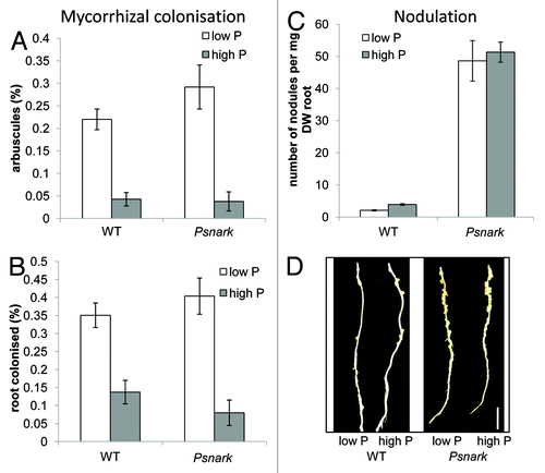 Figure 2. Effect of phosphate fertilisation on the development of mycorrhizal symbiosis (A and B) and nodulation (C and D) in Psnark (autoregulation mutant, sym29) and wild type pea (cv Frisson). Plants were grown as described previouslyCitation5 with thrice weekly fertilisation with 0.05 (low P) or 5 mM (high P) NaH2PO4. For (A−C) values are mean ± s.e., n = 6 - 10. (A and B) Mycorrhizal colonization after 7 weeks growth with Glomus intraradices expressed as percentage of the root containing (A) arbuscules or (B) any fungal structure. (C and D) Nodulation of 3 week old plants inoculated at 1 week with Rhizobium leguminosarum bv viciae. (C) Nodule number per mg root dry weight and (D) photo of nodules on secondary root of wild type and Psnark mutant plants (tertiary roots have been removed), scale bar = 1 cm.
