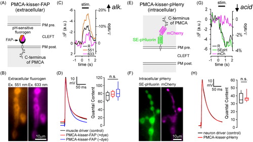 Figure 3. Kisser probes enable functional imaging in protein-defined subdomains of the plasma membrane (PM). (A) A diagram of post-synaptic PMCA-kisser-FAP. The hexagon represents a ratiometric pH-sensitive fluorogen bound to the probe's FAPtag. (B) PMCA-kisser-FAP expressed in the muscle (24B-GAL4), stained with the fluorogen, and visible in the sub-synaptic reticulum of type-Ib boutons. Panels show fluorescence of the fluorogen excited at 551 nm and 633 nm. (C) A 1 s 30 Hz stimulus train causes a decrease (note reversed axes) in fluorogen fluorescence at both wavelengths. A 10% decrease in the 551/633 ratio indicates a transient alkalization of the synaptic cleft. The re-acidification of the synaptic cleft extends beyond 1s post-train cessation. Traincommenced at time = 0. ΔF − change in fluorescence intensity, Δratio − change in ratio of emission wavelength intensities. (D) Untagged post-synaptic PMCA-kisser-FAP and tagged post-synaptic PMCA-kisser-FAP have no detectable impact on neurotransmission: EJP amplitudes are identical to driver control and quantal content is similar as well. (E) A diagram of pre-synaptic PMCA-kisser-pHerry. (F) PMCA-kisser-pHerry expressed in motor neurons and visible in type-Ib boutons (nSyb-GAL4): SE-pHluorin is pH-sensitive; mCherry is a ratiometric control. (G) A 1 s 30 Hz stimulus train causes a decrease in SE-pHluorin fluorescence with little change in mCherry fluorescence. A 4% decrease in the SEpH/mCherry ratio indicates a transient acidification of the pre-synaptic cytosol. The re-alkalization of the pre-synaptic cytosol extends beyond 1 s post-train cessation and is much slower than the corresponding cleft re-acidification. The stimulus commenced at time = 0. ΔF − change in fluorescence intensity, Δratio − change in the ratio of SEpH/mCherry emission intensities. (H) Pre-synaptic PMCA-kisser-pHerry has no detectable impact on neurotransmission: EJP amplitude is identical to driver control and quantal content is similar as well. (D and H) Box plots show first and third quartiles; error bars represent standard deviation.