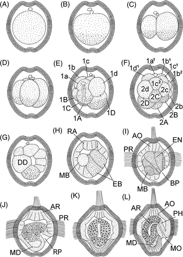 Figure 1. Embryonic stages and larvae of P. agassizii. A: 20 min; B: 40 min; C: 1 h 40 min; D: 2 h 10 min; E: 2 h 40 min; F: 3 h 10 min; G: 4 h 10 min; H: 6 h 30 min; I: 8 h; J: 24 h, lateral view; K: 48 h, frontal view; L: 48 h, lateral view. Numerals indicate serial numbers of blastomeres. AO, apical organ; AR, archenteron; BP, blastopore; DD, descendant of 2d blastomere; EB, entodermal blastomeres; EN, entoderm; MB, mesoblast; MD, mesoderm; MO, mouth; PH, pharynx; PR, prototroch; RA, rudiment of apical organ.