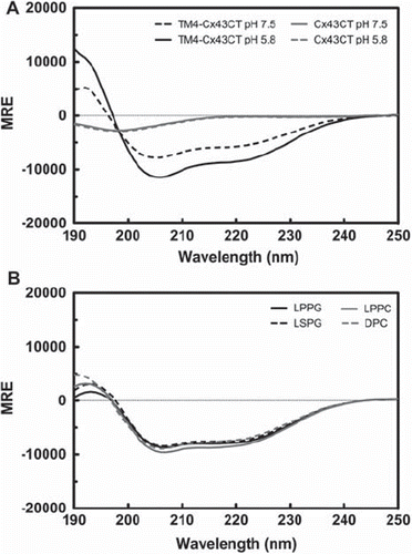 Figure 2. Circular dichroism (CD) profile of the soluble Cx43CT and the TM4-Cx43CT. (A) CD spectra demonstrating the structural responsiveness of the soluble Cx43CT (gray) and the TM4-Cx43CT (black) to changes in pH. (B) Spectral profile of the TM4-Cx43CT in MES buffer (pH 5.8, 50 mM NaCl, 42°C) solubilized in LPPG (solid black line), LSPG (dotted black line), LPPC (solid gray line), and DPC (dotted gray line) micelles.