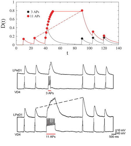 Figure 3. An integrative figure showing the predictive model (upper panel) and sharp-electrode electrophysiology recordings of a VD4/LPeD1 synaptic pair (two lower panels). While 3 action potentials triggered during tetanic stimulation are insufficient to result in potentiation of a subsequent excitatory postsynaptic potential (EPSP) in the LPeD1 neuron, 11 action potentials elicited during tetanic stimulation result in a potentiated response, as predicted by the model (after Ref [Citation89]).