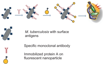 Figure 5 Schematic illustration for detecting Mycobacterium tuberculosis based on fluorescent silica nanoparticle assay.