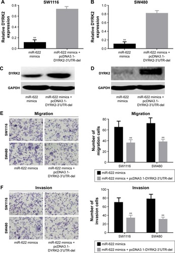 Figure 4 DYRK2 suppressed the activity of miR-622 on migration and invasion of CRC cells. (A–D) Expression of DYRK2 was increased when cotransfection of miR-622 mimics and pcDNA3.1-DYRK2-3′UTR-del compared to single transfection of miR-622 mimics, determined by real time PCR and Western blot. (E, F) The stimulative effect of miR-622 on migration and invasion was reversed by up-regulation of DYRK2, detected by Transwell assay. All the data mentioned are shown as mean ± standard deviation. **P<0.01 vs miR-622 mimics + pcDNA3.1-DYRK2-3′UTR-del group.