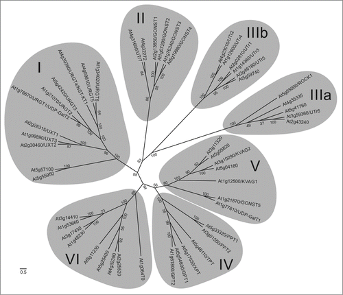Figure 1. Unrooted phylogenetic tree of Arabidopsis thaliana NST proteins. Clades are generally numbered as proposed previouslyCitation2 with differences in clustering in groups II and III. Numbers at nodes represent the bootstrap values. The scale bar represents the number of substitutions per site.