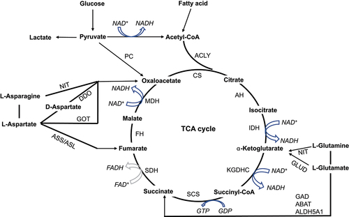 Figure 1. Biochemical reactions that drive the TCA cycle. By integrating the KEGG metabolic pathways (https://www.genome.jp/kegg/pathway.html#metabolism, hsa00010, hsa00020, hsa00071, and hsa00250), the biochemical reactions in TCA cycle were summarized. The TCA cycle is comprised of 8 steps, three of which are irreversible, including CS-driven the generation of citrate from oxaloacetate and acetyl-CoA; IDH-driven the conversion of isocitrate to α-KG; and KGDHC-driven the formation of succinyl-CoA from α-KG (hsa00020). Acetyl-CoA derived from pyruvate, which is the end product of glycolysis, is the typical input for the TCA cycle (hsa00010). In addition, outside sources, including the production of acetyl-CoA from β-oxidation of fatty acids (hsa00071), the production of fumarate, succinate, and α-ketoglutarate from protein catabolism (hsa00250), and the production of oxaloacetate from pyruvate (hsa00010), can also provide the intermediates in the TCA cycle.