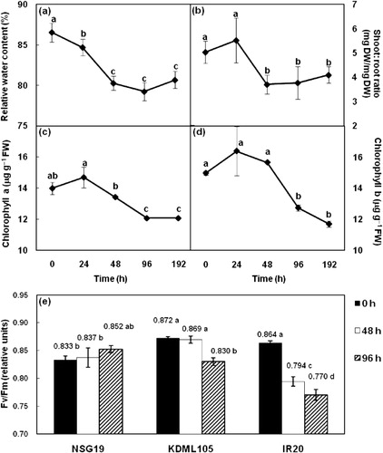 Figure 2. Effect of PEG6000 (approximately − 0.5 MPa) on 2-week-old seedlings of KDML105. The effect of water stress on water status, growth, and chlorophyll contents (a–e). Relative water content (a), shoot: root ratio (b), chlorophyll a (c), and chlorophyll b (d) were observed in a time-dependent manner under water stress. The maximum quantum efficiency of PSII photochemistry (Fv/Fm) was measured from leaves of 3-week-old seedlings of NSG19, KDML105, and IR20 rice after 48 and 96 h of water stress (e). Data represent means±SD and the different letters indicate highly significant difference (P ≤ 0.01) analyzed by Duncan's multiple range tests.