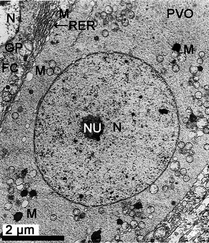 Figure 3.  Electron micrograph of oogenesis in female Protothaca (Notochione) jedoensis. A previtellogenic oocyte (PVO) and a follicle cell (FC). Note a nucleolus (NU) in a large nucleus (N), and mitochondria in the cytoplasm of the previtellogenic oocyte (PVO), and well-developed rough endoplasmic reticula (RER, arrow) and glycogen particles (GP) in the cytoplasm of the follicle cell (FC) attached to the oocyte.