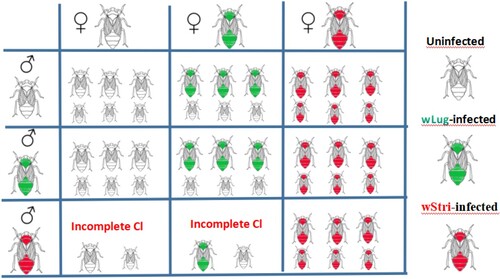 Figure 1. All possible mating patterns of N.lugens. The wild N.lugens infected with wLug has imperfect maternal transmission.