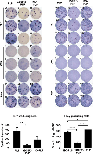 Figure 4 Pretreatment with αDCIR2-PLP139–151 mAb reduces activity of pathogenic T helper cells. The numbers of IL-17 producing cells (pathogenic Th17) and IFN-γ producing cells are significantly reduced in mice treated with αDCIR2-PLP139–151 mAb. All statistical data are presented as mean ± SD (n =2; *p < 0.05, **p < 0.01, ****p = 0.0001). Adapted with permission from Tabansky I, Keskin DB, Watts D et al. Targeting DEC-205(-)DCIR2(+) dendritic cells promotes immunological tolerance in proteolipid protein-induced experimental autoimmune encephalomyelitis. Molecular medicine. 2018;24(1):17.Citation79 Creative Commons.