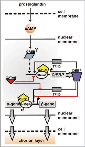 Figure 2 The chorion regulatory circuit. For a chorion gene pair of given developmental specificity, the cascade initiates upon prostaglandin pulses (extra-cellular) triggering second messaging via cAMP. The cAMP response factor CREB is then activated and binds the C/EBP gene promoter to initiate transcription (dotted arrow). C/EBP protein molecules (purple) produced contribute via a positive feedback loop; TFIID recruitment correlates with pre-initiation complex formation. C/EBP is finally switched off as GATA antagonises C/EBP for interaction with the HMGA-CHD1 complex (red line) and binds the promoter. In parallel, C/EBP switches the chorion gene pair on (both α- and β-gene), and proteins produced (grey arrows) integrate to the chorion layer. The target chorion gene is switched off by GATA (red line) and irreversibly ‘muted’ by multiple C/EBP binding events. In all cases, CHD1 acts as the chromatin remodeler to facilitate transcription factor binding.