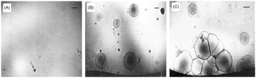 Figure 6. TEM images of oleate vesicles in presence of phosphatidylcholine vesicles at different pH, viz., (A) pH 10 (B) pH 9 (C) pH 8 [used with permission Edwards et al. Citation1995].