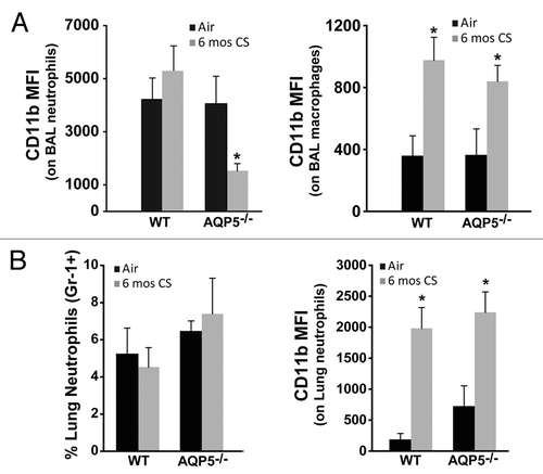 Figure 5. AQP5 alters neutrophil signaling for migration across the alveolar epithelial layer. (A) Using flow cytometry, CD11b mean fluorescence intensity (MFI) on BAL neutrophils was significantly reduced in CS-exposed AQP5−/− mice compared with CS-exposed WT mice and air-exposed AQP5−/− mice. n = 7–10 per group, *p < 0.05. CD11b MFI on BAL macrophages is similarly increased in CS-exposed WT and AQP5−/− mice. n = 7–10 per group, *p < 0.05. (B) Among total lung cells, the percentage of lung interstitial neutrophils (Gr-1+) is not increased in WT or AQP5−/− mice after 6 mo of CS exposure, but lung neutrophil expression of CD11b is significantly increased in WT and AQP5−/− mice exposed to chronic CS. n = 7–10 per group, *p < 0.05