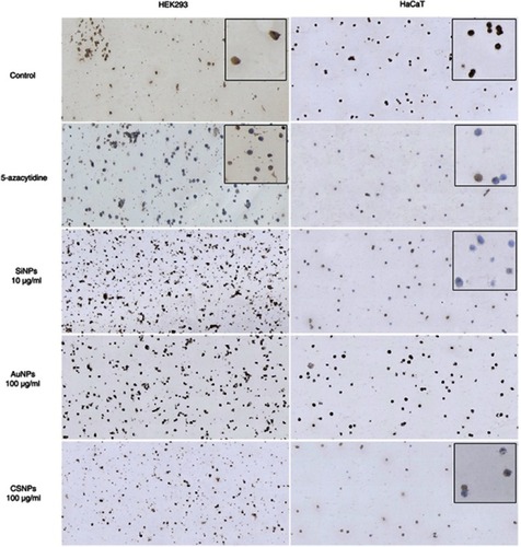 Figure 8 Global DNA methylation levels in the engineered nanoparticle-exposed cells.Notes: Human embryonic kidney (HEK293; left) and keratinocyte (HaCaT; right) cells were treated with gold nanoparticles (AuNPs), silicon nanoparticles (SiNPs), and chitosan nanoparticles (CSNPs) for 72 hrs and stained with 5-methylcytosine to measure the global DNA methylation levels. Cells in the control groups were left untreated (Control) or treated with the DNA demethylation agent 5-azacytidine to reflect the hypomethylation condition. Methylated cells are brown, whereas unmethylated cells are blue.