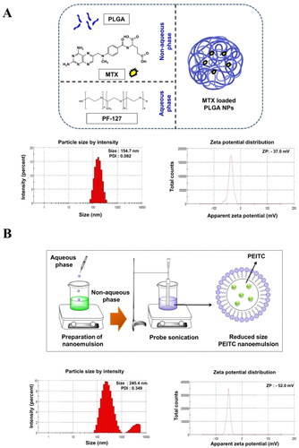 Figure 1. Characterization of nanoparticle (NP) and nanoemulsion (NE). The particle size (PS), polydispersity index (PDI), and zeta potential (ZP) of (A). MTX NP and (B). PEITC NE were determined using dynamic light scattering (DLS). The values are represented as mean ± SD of triplicate measurements.