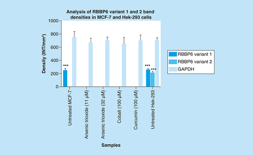 Figure 11. Graphical analysis of RBBP6 variant 1 and variant 2 band densities in MCF-7 and untreated Hek-293 cells.Untreated MCF-7 cells significantly (***p ≤ 0.001) show increased band intensity of the RBBP6 variant 1 which diminished after treatment with arsenic trioxide, cobalt chloride and curcumin. Untreated MCF-7 cells did not show any expression of RBBP6 variant 2, with only untreated Hek-293 cells showing detectable levels of both RBBP6 variants 1 and 2. Results were obtained from three independent experiments and were presented as ± standard error of the mean and the differences were considered significant when ***p < 0.001. The density was measured using Quanty‐One software.