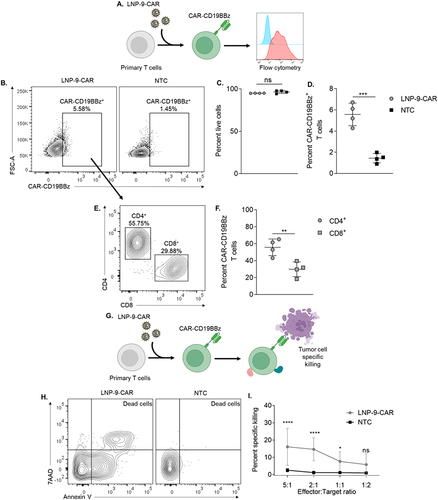 Figure 5 LNP-9-CAR promotes functional delivery of pDNA to primary human T cells. (A) Schematic of primary human T cell transfection with LNP-9-CAR (B) Representative plots of CAR-CD19BBz expression 3 days after transfection of primary human T cells with LNP-9-CAR. (C) Cell viability of CD3+ cells 3 days after transfection with LNP-9-CAR. Not significant (ns) p>0.05 evaluated by unpaired t-test compared to NTC. (D) Frequency of Live/CD3+/CAR-CD19BBz+ T cells analyzed 3 days after transfection with LNP-9-CAR. ***p<0.001 evaluated by unpaired t-test compared to NTC. (E) Representative plots of T cell subsets expressing CAR-CD19BBz 3 days after transfection with LNP-9-CAR identified by the expression of CD4 and CD8. (F) Frequency of Live/CD3+/CAR-CD19BBz+ CD4+ and CD8+ T cells analyzed 3 days after transfection with LNP-9-CAR. **p<0.01 evaluated by unpaired t-test compared to NTC. (G) Schematic of T cell transfection with LNP-9-CAR and tumor cell specific killing in co-culture with Raji cells. (H) Representative plots of Annexin V/7AAD labeled cells gated on the CD3−/CD19+ population. Dead cells are labeled as double positive for both markers. (I) Results of specific killing of CD19+ 24 hours after coplating with CAR T cells or non-transfected cells at different ratios. *p<0.05; ****p<0.0001; Not significant (ns) p>0.05 evaluated by two-way ANOVA with n=4 donors. NTC = non-transfected control. Graphs represent mean ± SD.