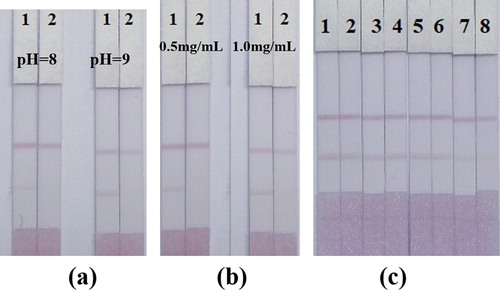 Figure 5. Optimization and detection of gold nanoparticle-based lateral flow strip detection methods. (a) Optimization of lateral flow strips based on gold nanoparticles with different GNP-labelled mAb pH values: group 1. GNP-labelled mAb concentration of 10 µg/ ml (pH 8.0); group 2. GNP-labelled mAb concentration of 10 µg/ml (pH 9.0); (b) Optimization of gold nanoparticle-based lateral flow strips with different concentrations of antigen: group 1: 0.5 mg/mL; group 2: 1.0 mg/mL). Strip 1. Negative sample without VIR M1 (0 ng / mL); Strip 2: Positive sample with VIR M1 (100 ng / mL). (c) Detection of VIR M1 in PBS samples by gold nanoparticle-based lateral flow bars. PBS samples: 1 = 0 ng / mL, 2 = 1.88 ng / mL, 3 = 3.75 ng / mL, 4 = 6.25 ng / mL, 5 = 12.5 ng / mL, 6 = 25 ng / mL, 7 = 50 ng / mL 8 = 100 ng / mL.