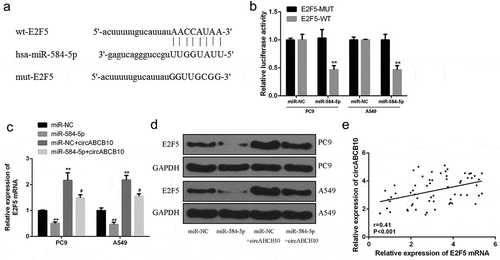 Figure 5. CircABCB10 up-regulated E2F5 by sponging miR-584-5p. (a) Putative binding sites for miR-584-5p and E2F5 3ʹ-UTR. (b) The luciferase activity with miR-584-5p mimic and pmirgLO-E2F5 3ʹ-UTR-WT or pmirgLO-E2F5 3ʹ-UTR-Mut vector. (c) mRNA expression levels of E2F5. (d) Protein expression levels of E2F5. (e) Pearson correlation analysis of circABCB10 and E2F5 in NSCLC tissues (n = 40).* vs control group, ** P < 0.01; #vs miR-584-5p mimics group, #P < 0.05