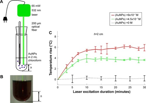Figure 3 Photo-thermal energy conversion by AuNPs in chloroform.Notes: (A) Illustration of apparatus. (B) Appearance of collimated laser beam exiting optical fiber and illuminating into dark-reddish AuNP solution in chloroform. (C) AuNPs concentration and excitation duration dependent photo-thermal conversion profiles with fixed light path (h=2 cm). Data of (C) represent mean ± standard deviation (n=3).Abbreviation: AuNP, gold nanoparticle.