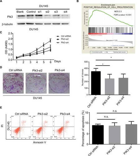 Figure 2 Plk3 knockdown reduces prostate cancer cell proliferation.Notes: (A) Western blotting verification of si-Plk3 knockdown efficiency of DU145 cells. (B) GSEA of proliferation-associated gene set in Plk3 high (H) and low (L) expression groups. The samples were classified into low (mRNA expression <136) or high (mRNA expression >136) based on the average. (C) MTS assay evaluation of influence of Plk3 knockdown on DU145 viability. (D) Colony formation assay determining the effect of Plk3 knockdown in DU145 cells. (E) FCM assay evaluation of influence of Plk3 knockdown on DU145 apoptosis. The data are presented as mean ± SD. *P<0.05 and **P<0.01.Abbreviations: Ctrl, control; FCM, flow cytometry; GSEA, Gene Set Enrichment Analysis; n.s., no significance; Plk3, polo-like kinase 3.