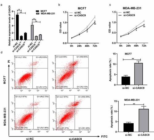 Figure 2. Knock-down of CASC9 inhibits BC cell growth but promotes their apoptosis