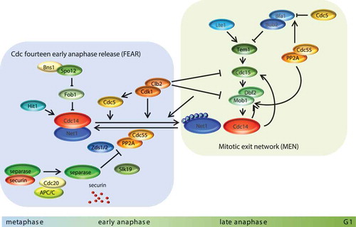 Figure 3. Molecular mechanisms for Cdc14 activation and cell cycle progression in mitosis. For mitosis to progress, substrates phosphorylated by CDK must be dephosphorylated. This action is carried out by the phosphatase Cdc14, which is sequestered in the nucleolus and kept inactive by its interaction with Net1 during all phases of the cell cycle except mitosis. There are two mechanisms devoted to releasing Cdc14, namely FEAR, which is shown on the left of the figure, and MEN, on the right. PP2A-Cdc55 phosphatase keeps Net1 dephosphorylated (and as a consequence Cdc14 sequestered) throughout the cell cycle until securin is degraded, a process that activates separase and causes chromosome separation. The inhibition of PP2A-Cdc55 along with the phosphorylation of Net1 by CDK and polo (Cdc5) allow Cdc14 release from the nucleolus to the nucleus, where it becomes active, dephosphorylating its nuclear substrates. Full release of Cdc14 to the cytoplasm requires the action of MEN, which is activated in coordination with SPB migration to the daughter cell. Fully cytoplasmic released Cdc14 triggers the end of mitosis by resetting all CDK substrates and it determines the morphogenetic mechanisms for septum formation and cell separation.